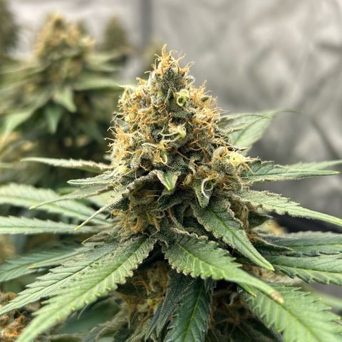 Amsterdam Amnesia  #2 growlog timeline photo