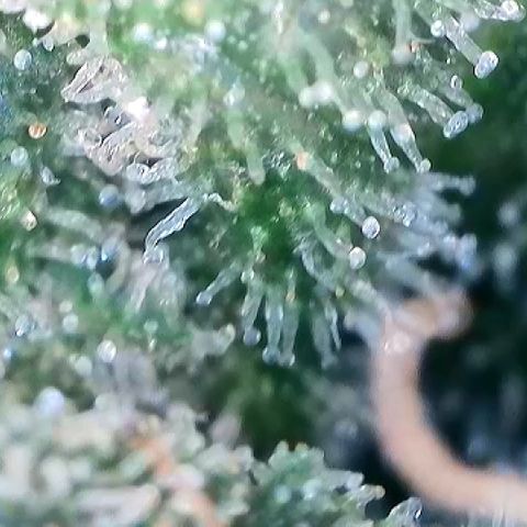 Amsterdam Amnesia  #2 growlog timeline photo