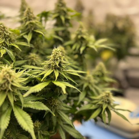 AMG #3 growlog timeline photo