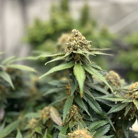 Amsterdam Amnesia  #2 growlog timeline photo