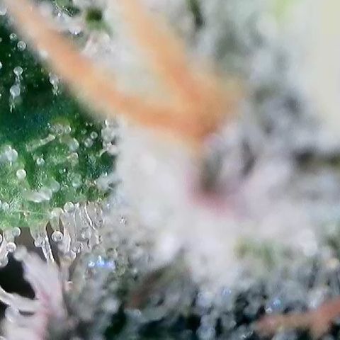 Amsterdam Amnesia  #2 growlog timeline photo