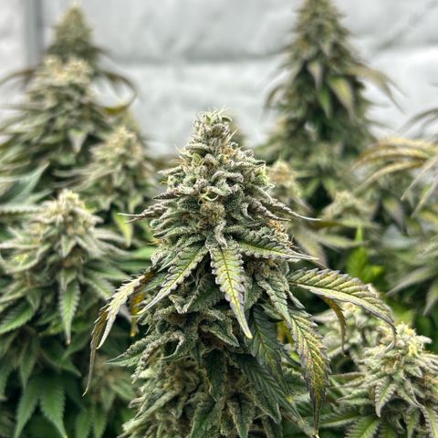 Amsterdam Amnesia  #2 growlog timeline photo