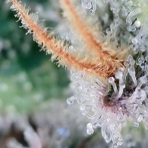 Amsterdam Amnesia  #2 growlog timeline photo