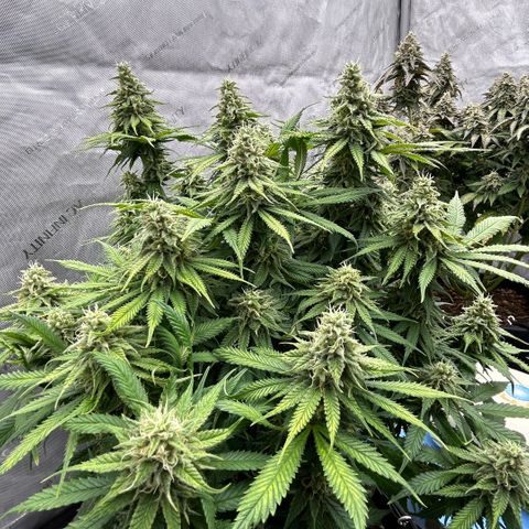AMG #3 growlog timeline photo