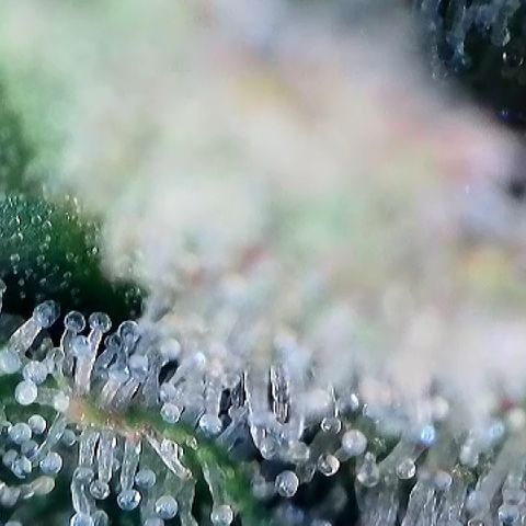 Amsterdam Amnesia  #2 growlog timeline photo