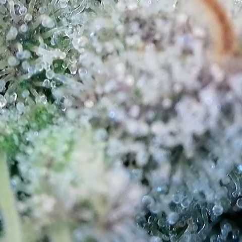 Amsterdam Amnesia  #2 growlog timeline photo