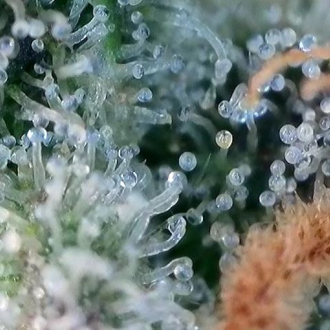 Amsterdam Amnesia  #2 growlog timeline photo