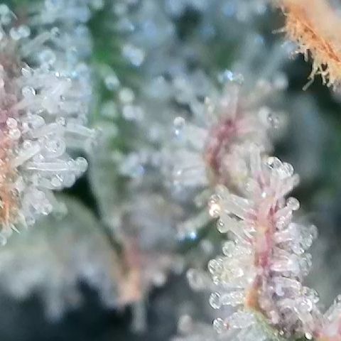 Amsterdam Amnesia  #2 growlog timeline photo