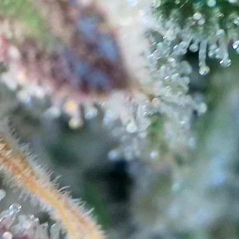 Amsterdam Amnesia  #2 growlog timeline photo