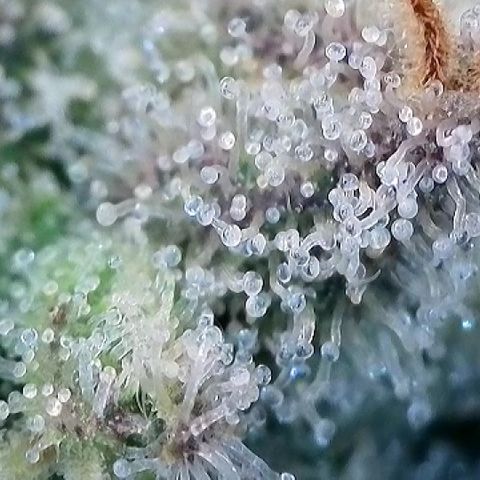 Amsterdam Amnesia  #2 growlog timeline photo