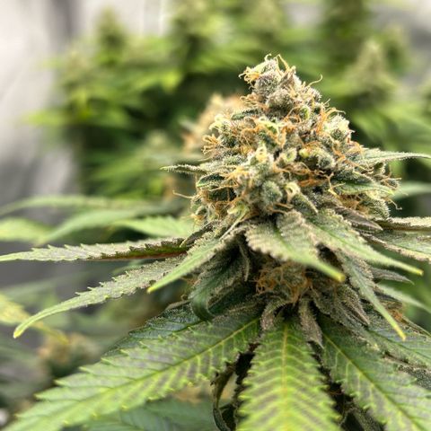 Amsterdam Amnesia  #2 growlog timeline photo