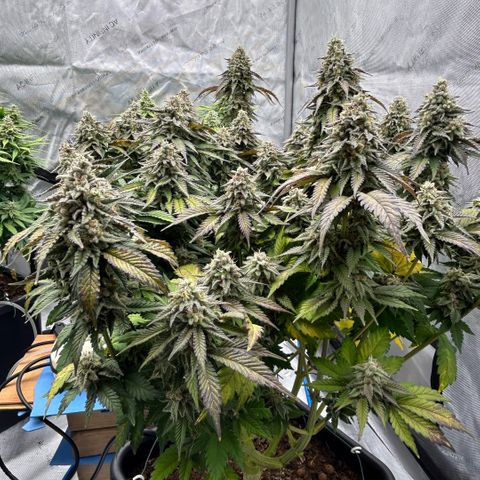 Amsterdam Amnesia  #2 growlog timeline photo