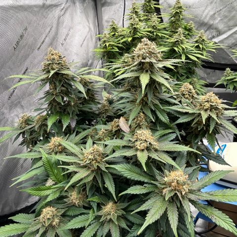 Amsterdam Amnesia  #2 growlog timeline photo