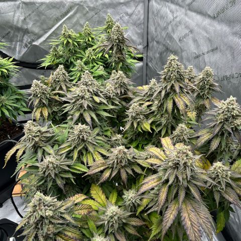 Amsterdam Amnesia  #2 growlog timeline photo