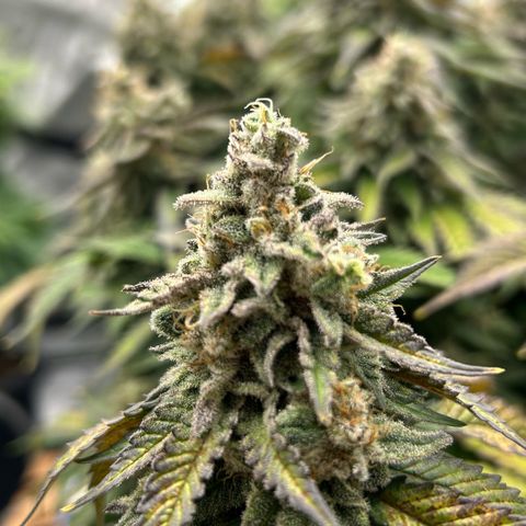 Amsterdam Amnesia  #2 growlog timeline photo
