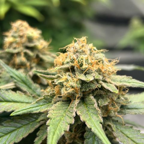 Amsterdam Amnesia  #2 growlog timeline photo