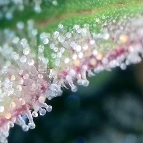 Amsterdam Amnesia  #2 growlog timeline photo