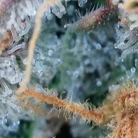 Amsterdam Amnesia  #2 growlog timeline photo