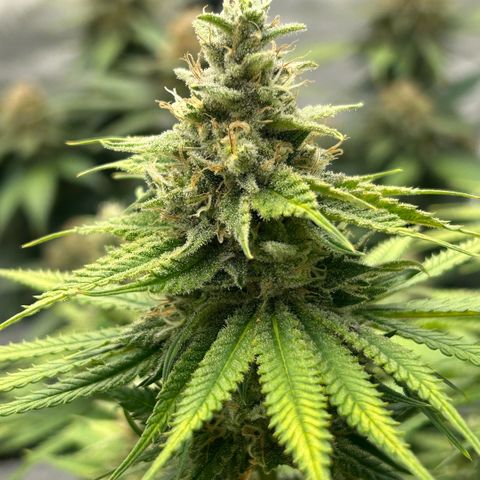AMG #3 growlog timeline photo