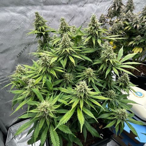 AMG #3 growlog timeline photo