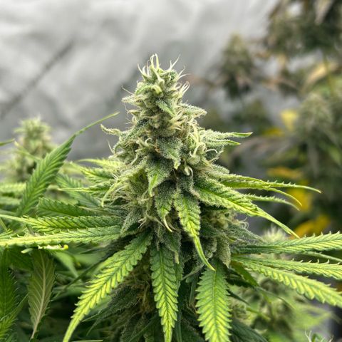 AMG #3 growlog timeline photo