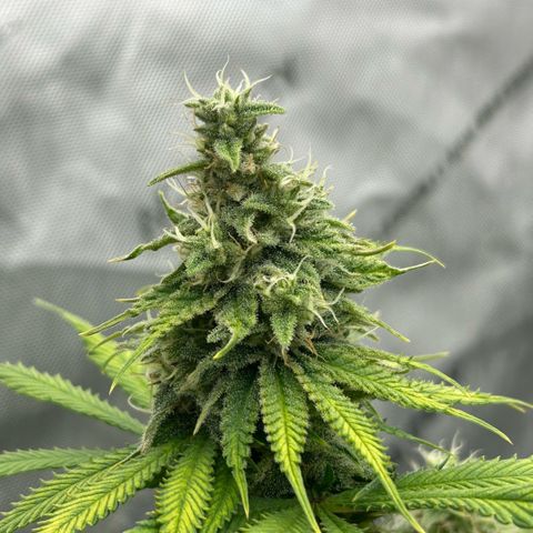 AMG #3 growlog timeline photo
