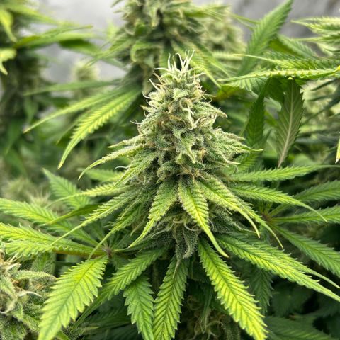 AMG #3 growlog timeline photo