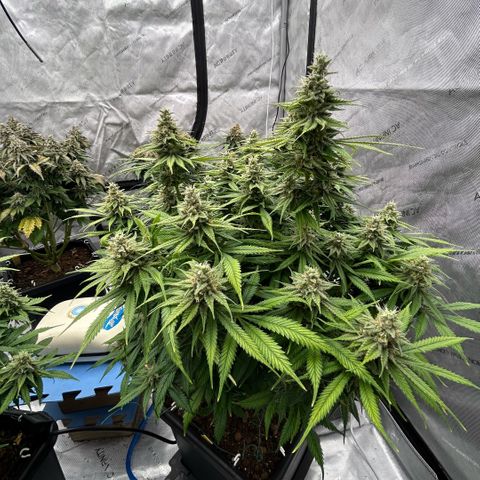 AMG #3 growlog timeline photo