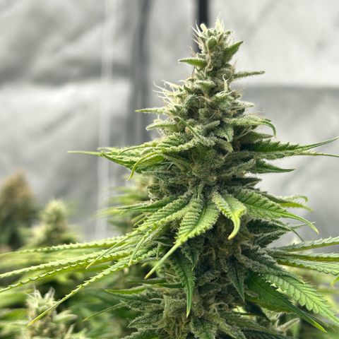 AMG #3 growlog timeline photo