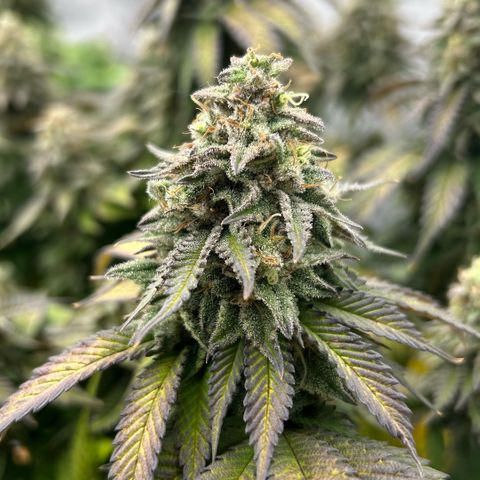 Amsterdam Amnesia  #2 growlog timeline photo