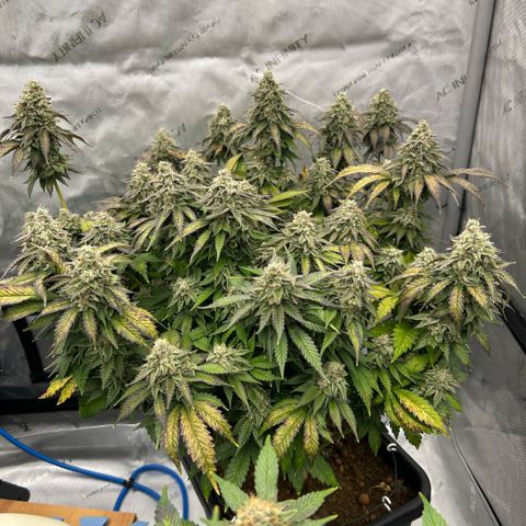 Amsterdam Amnesia  #2 growlog timeline photo