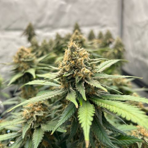 Amsterdam Amnesia  #2 growlog timeline photo