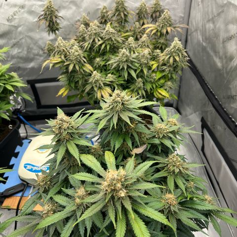 Amsterdam Amnesia  #2 growlog timeline photo