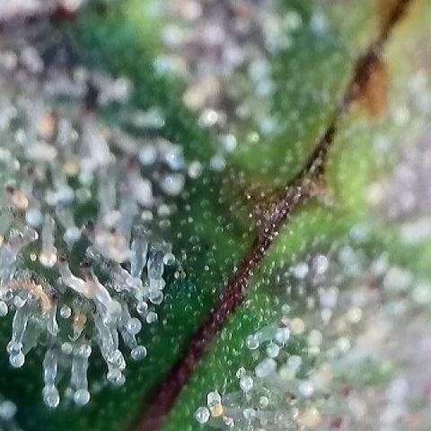 Amsterdam Amnesia  #2 growlog timeline photo