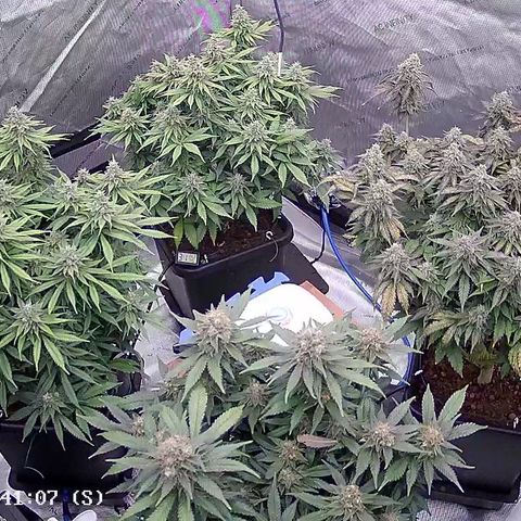 AMG #3 growlog timeline photo