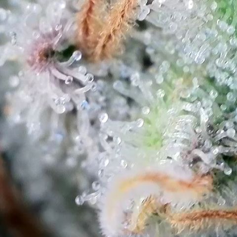 Amsterdam Amnesia  #2 growlog timeline photo