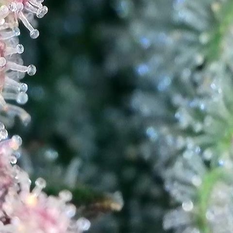 Amsterdam Amnesia  #2 growlog timeline photo