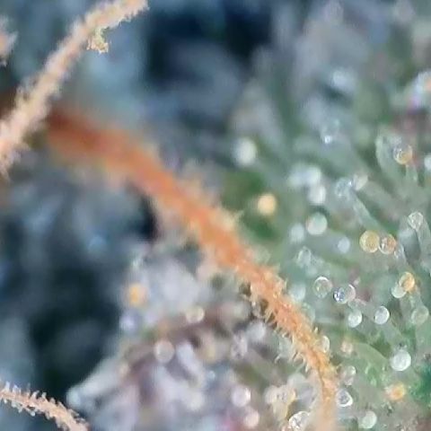 Amsterdam Amnesia  #2 growlog timeline photo
