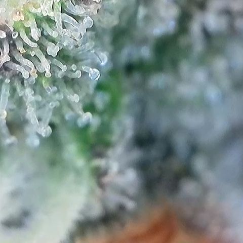 Amsterdam Amnesia  #2 growlog timeline photo