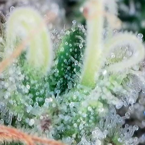 Amsterdam Amnesia  #2 growlog timeline photo