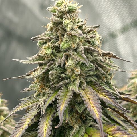 Amsterdam Amnesia  #2 growlog timeline photo