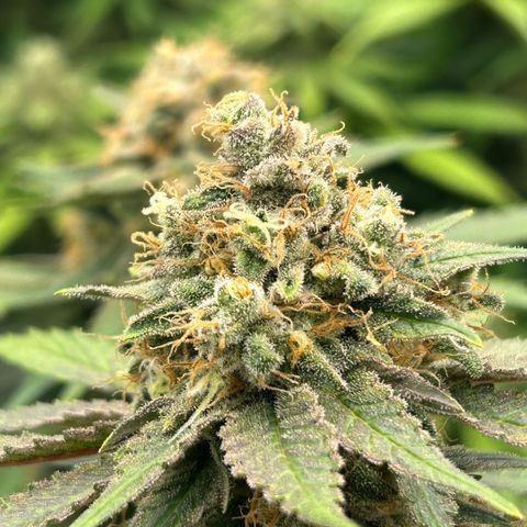 Amsterdam Amnesia  #2 growlog timeline photo