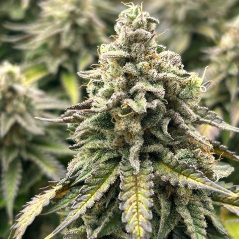 Amsterdam Amnesia  #2 growlog timeline photo