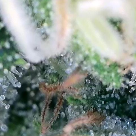 AMG #3 growlog timeline photo