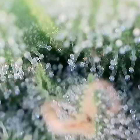 AMG #3 growlog timeline photo