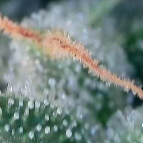AMG #3 growlog timeline photo