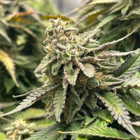 Amsterdam Amnesia  #2 growlog timeline photo