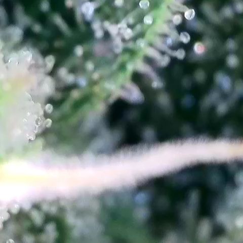 AMG #3 growlog timeline photo