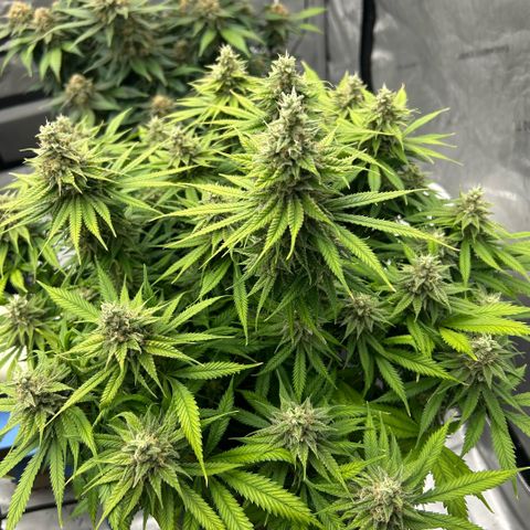 AMG #3 growlog timeline photo