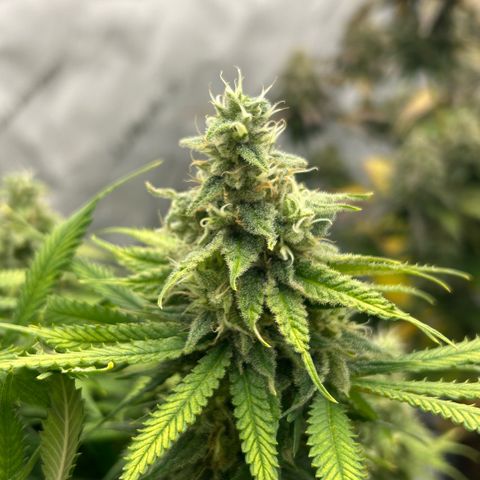 AMG #3 growlog timeline photo